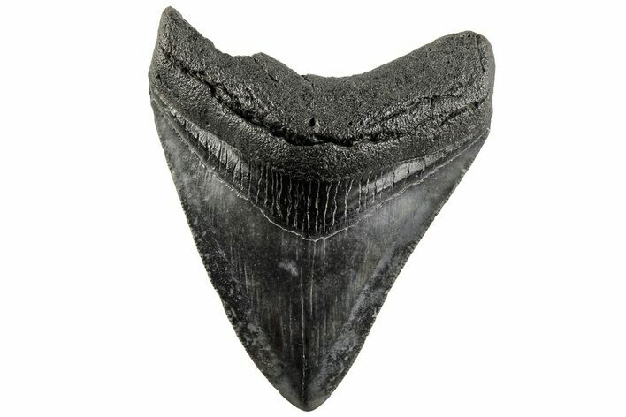 Serrated, 3.63" Fossil Megalodon Tooth - South Carolina